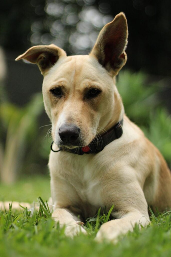 Eva, a light golden dog with big ears, lying in the grass