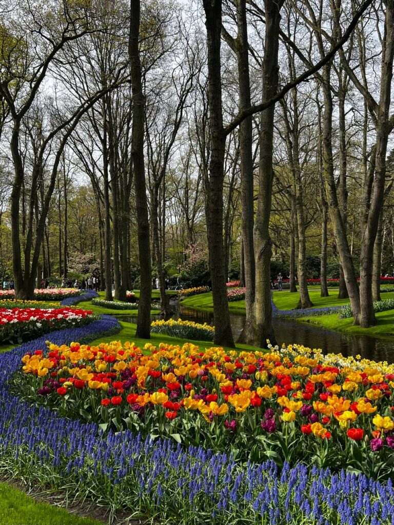 A bed of red, orange and yellow tulips edged with blue grape hyacinths at Keukenhof