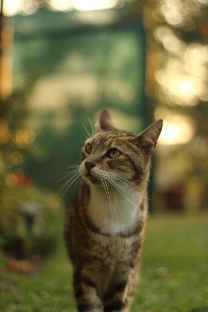 Mischief, a tabby and white cat, looking up in a garden at golden hour