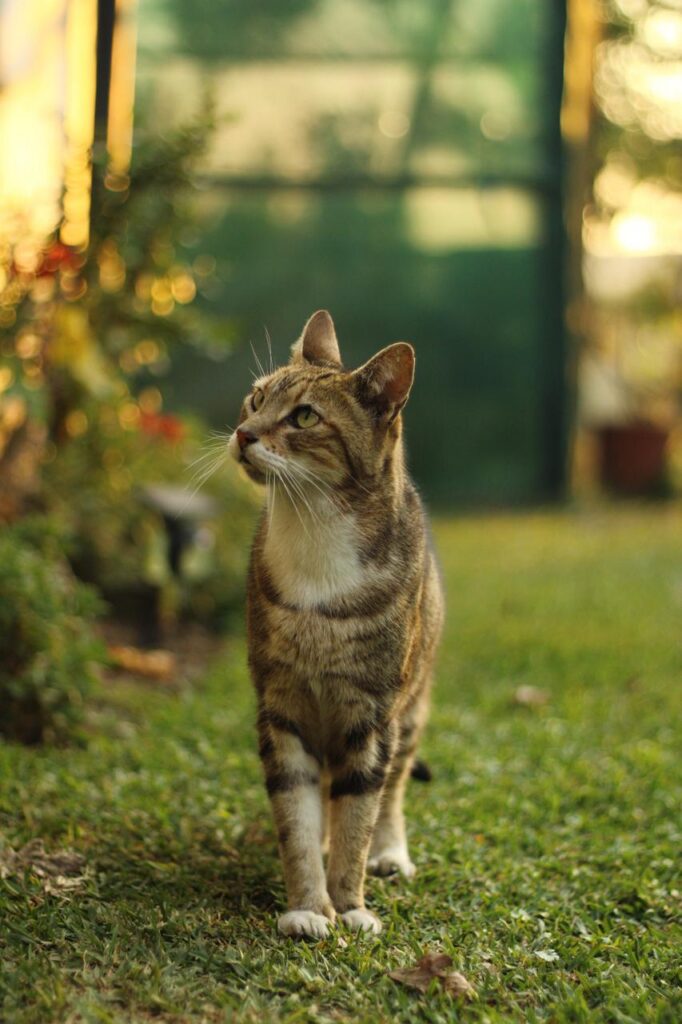 Mischief, a tabby and white cat, standing on the lawn at sunset