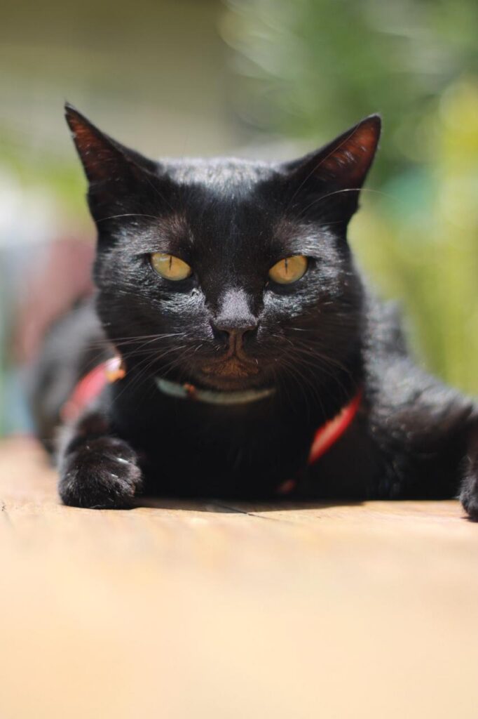 Raisin, a black cat with yellow eyes, lying on a wooden table and looking straight at the camera