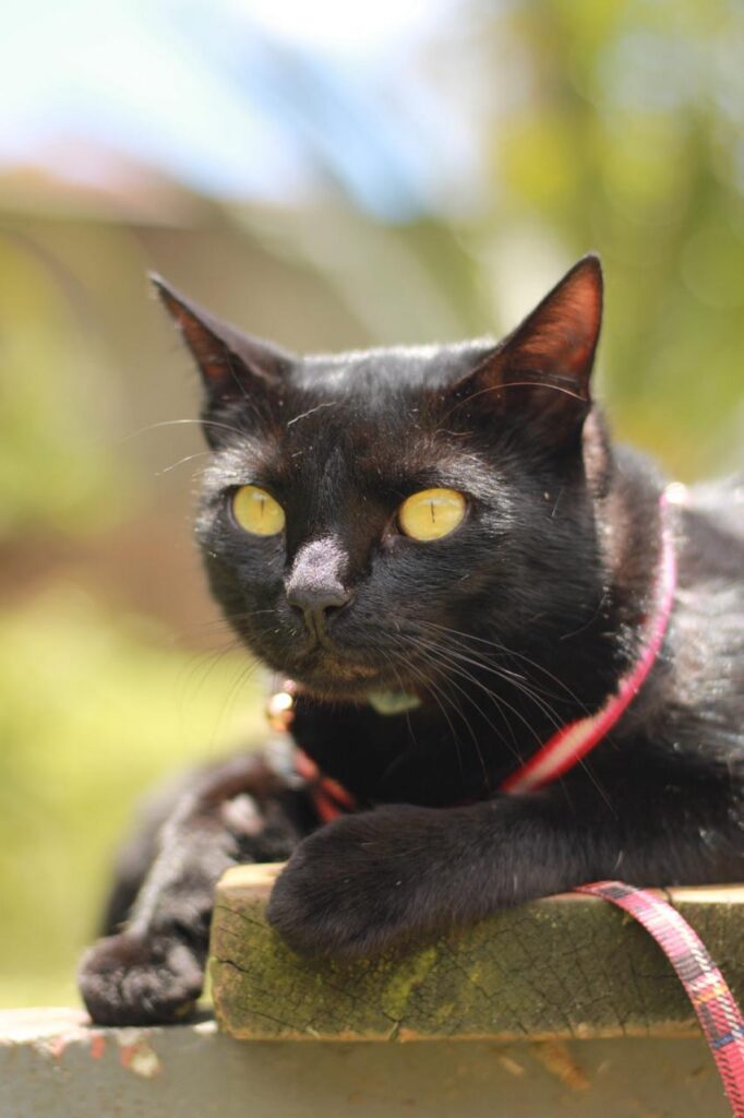 Raisin, a black cat in a red harness, resting on a garden wall
