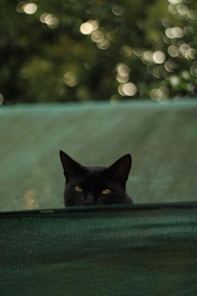 Raisin, a black cat, peeking over a green wall
