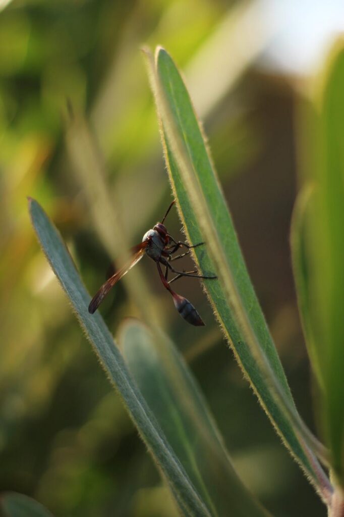 A wasp holding on to a long, fuzzy green leaf